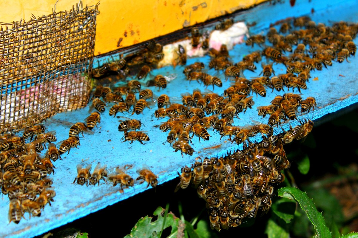 Пчелиный улей - Кэтрин Ли