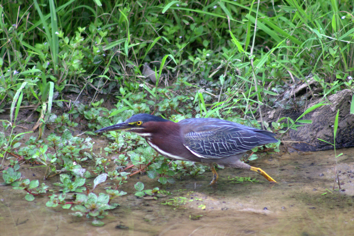 Американская зелёная кваква (Green Heron) - Илья Трейгер