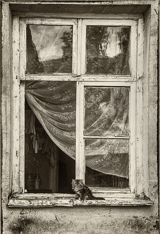 Жизнь котенка - Galina Shichenko