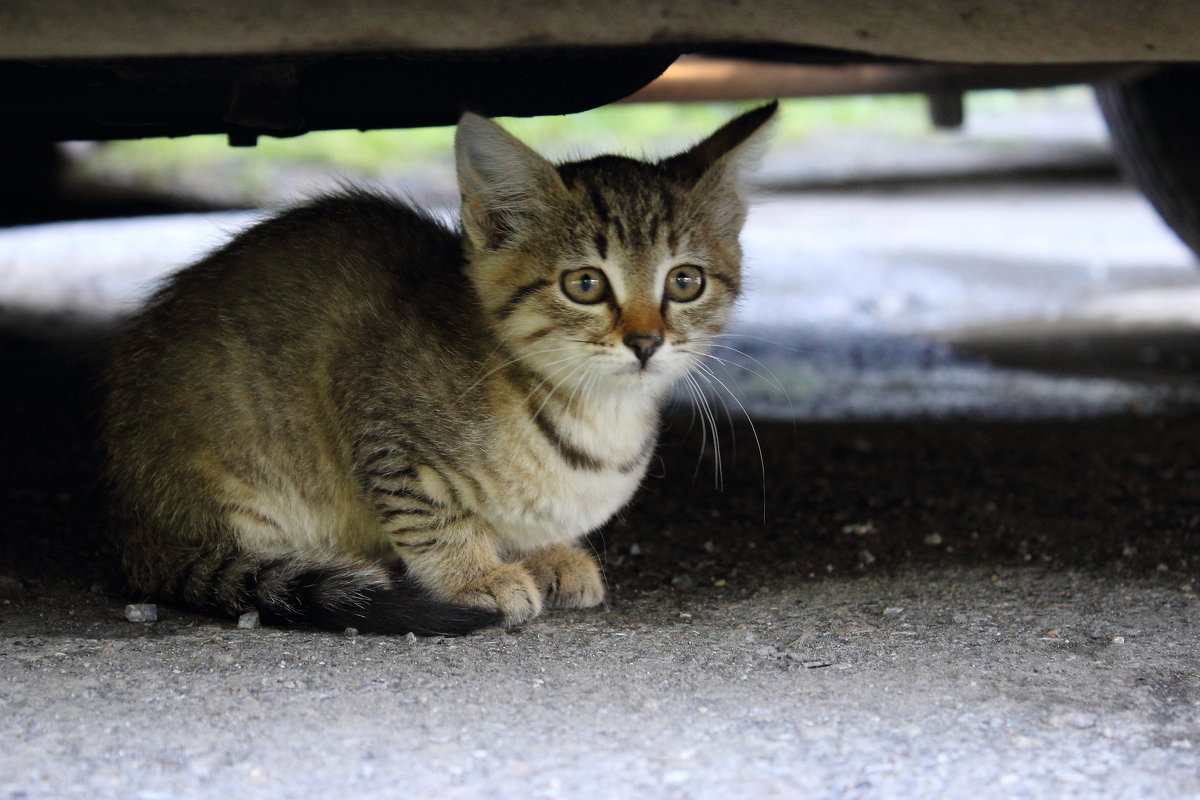 Бездомный котенок - Александр Сво