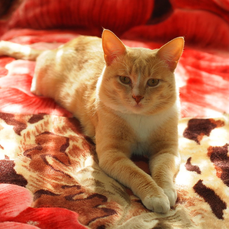 Кот на одеяле - Григорий Азатян