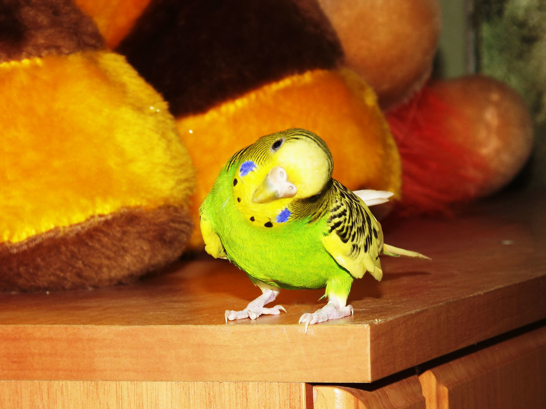 Любопытный попугай - Vika_B 