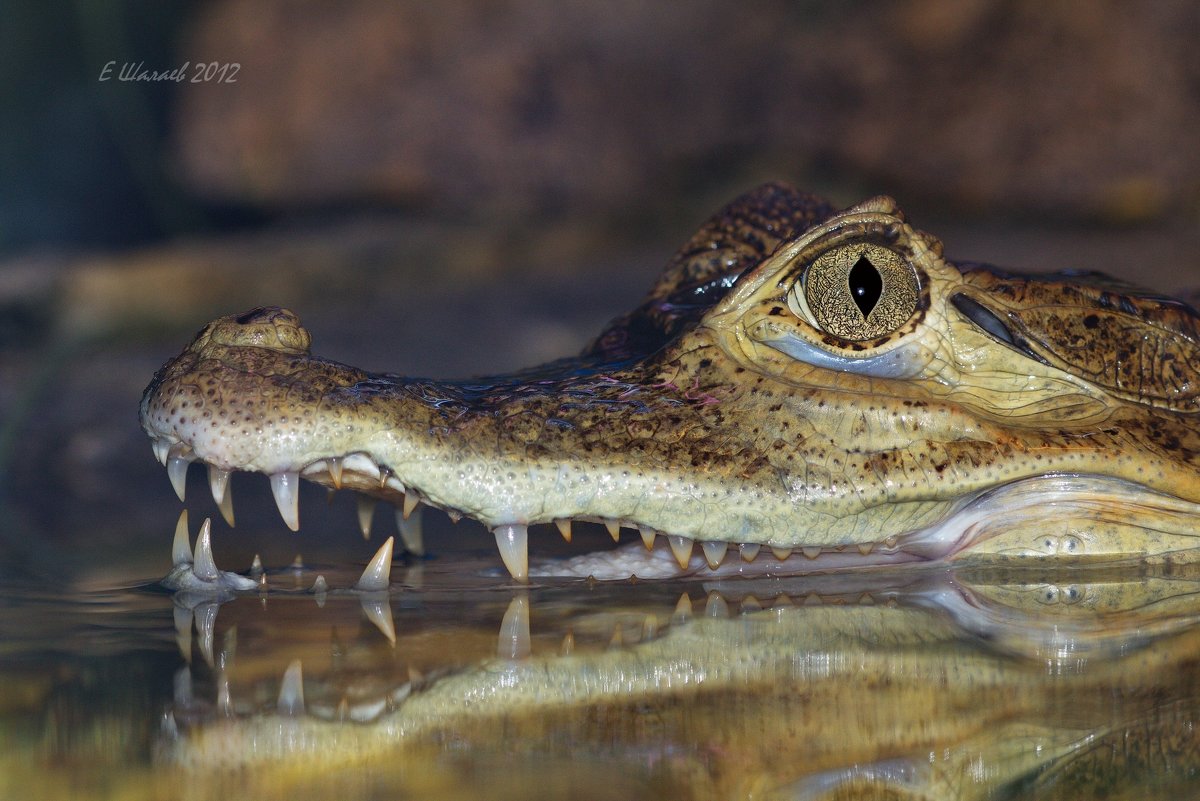 Кайман крокодиловый - Caiman crocodilus - Евгений 
