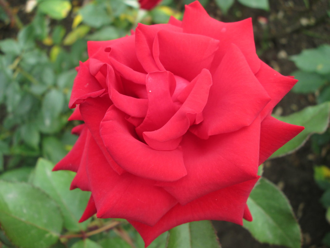 Красная роза... - Тамара (st.tamara)