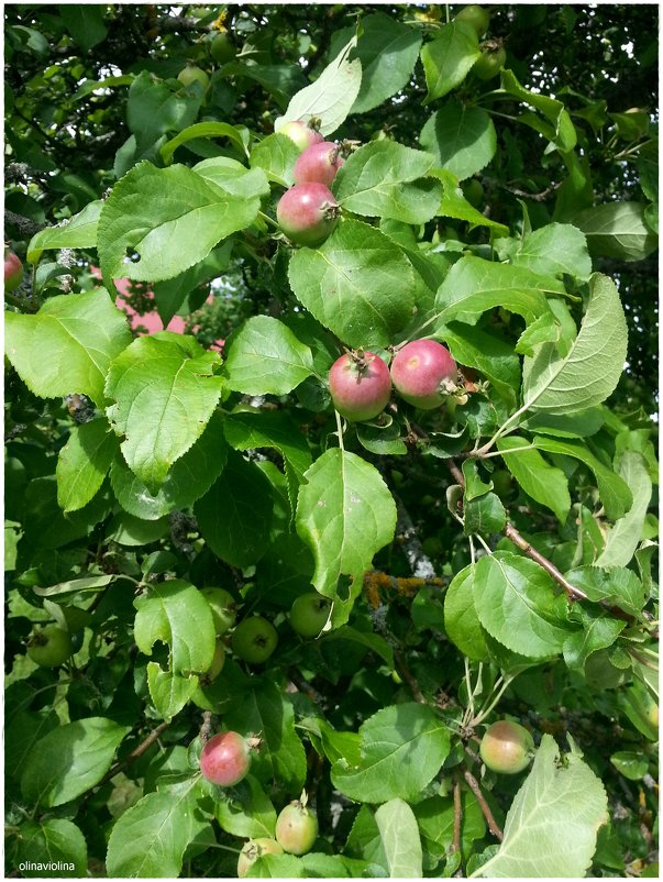 Яблонька в июне - ОЛЬГА (olinaviolina)