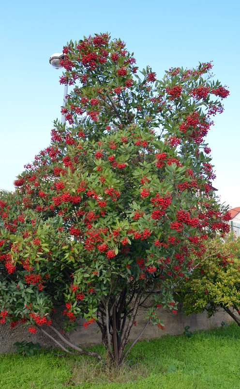 05.01.13 Гетеромелес древолистный или Тойон (лат. Heteromeles arbutifolia) - Борис Ржевский