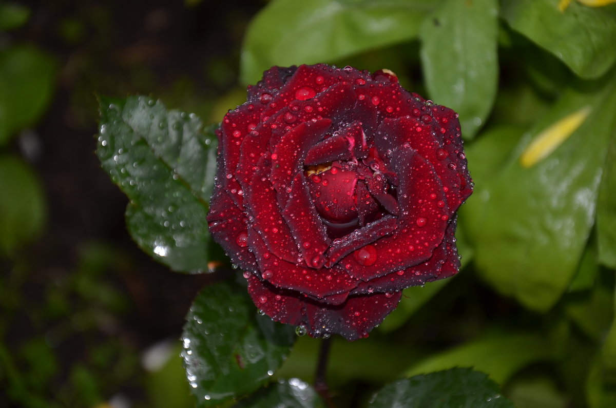 Черная роза - Елена ***