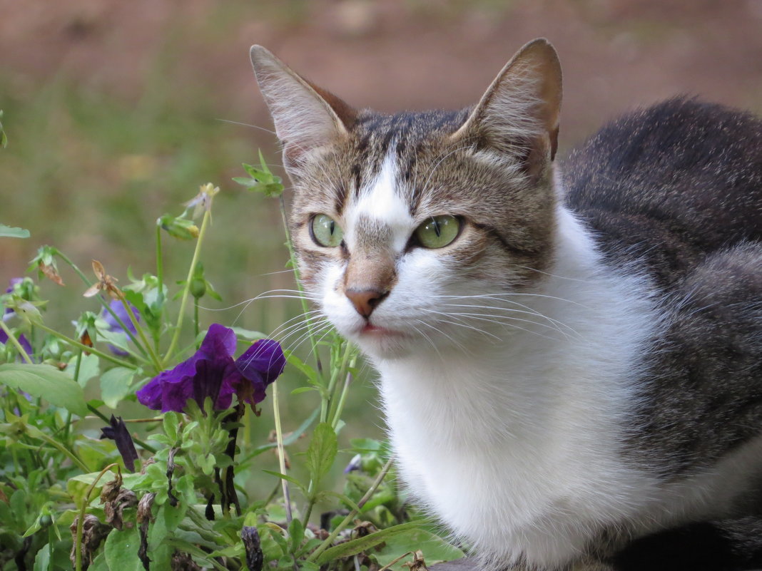 кошка и цветок - валя 