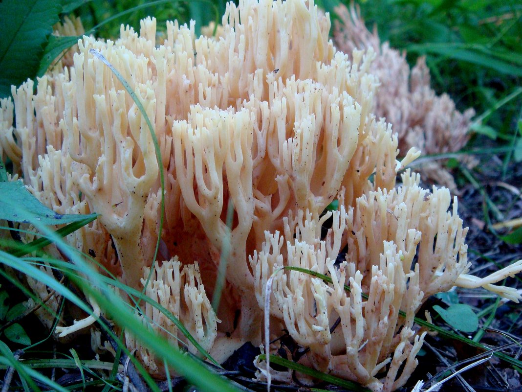 грибы - djangalina *