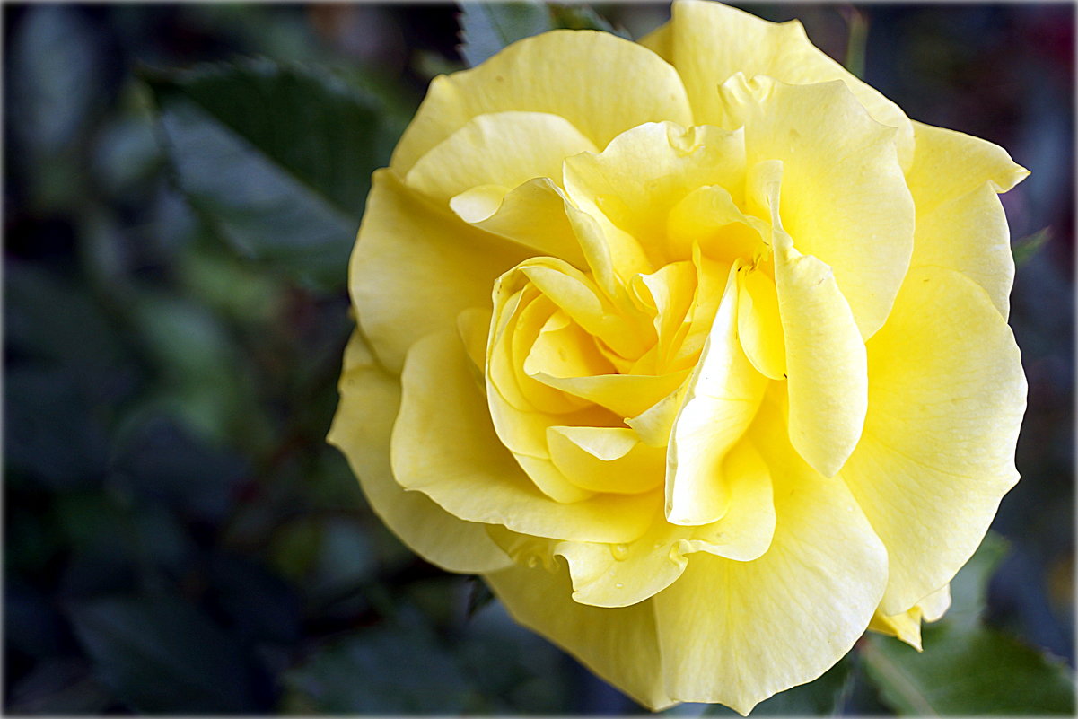 Роза жёлтая... - Наталья Агеева