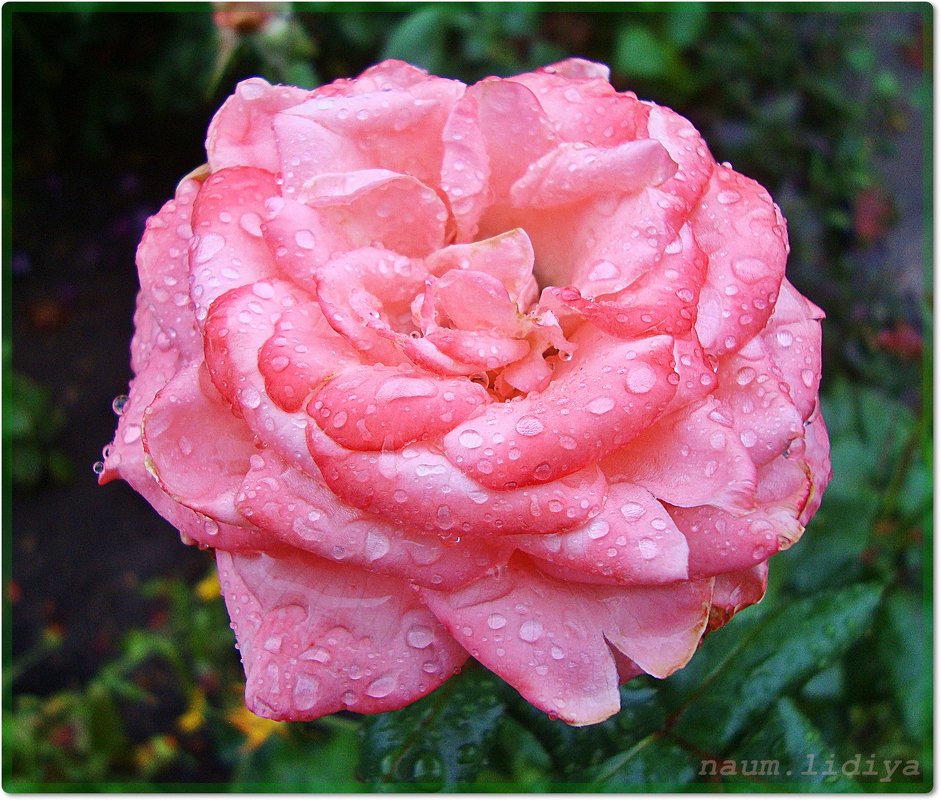 Розовая нежность - Лидия (naum.lidiya)
