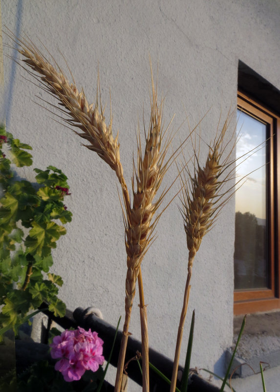 Пшеница на моем балконе - Наталья (D.Nat@lia)
