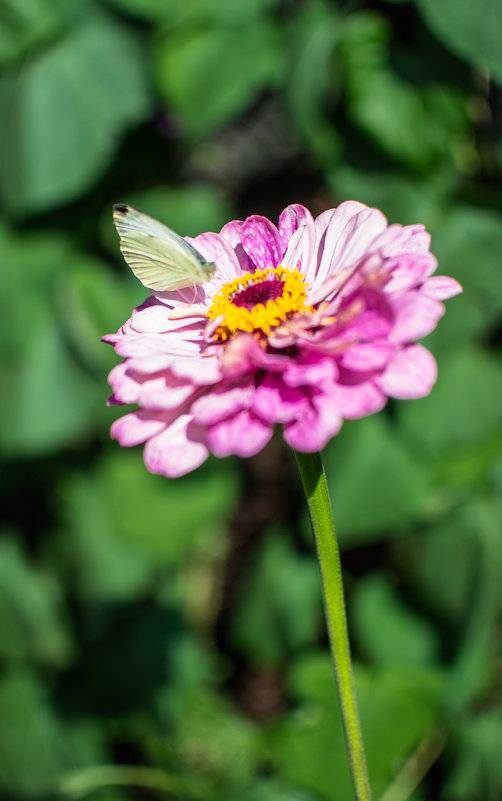 Бабочка на цветке - Евгения Сихова