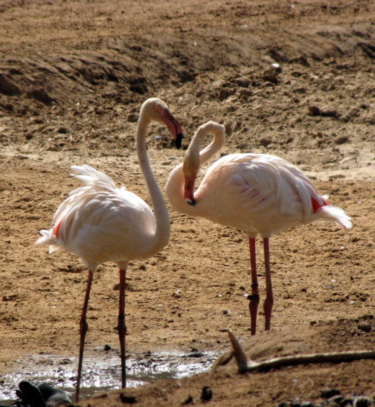 Розовый фламинго - Николай 