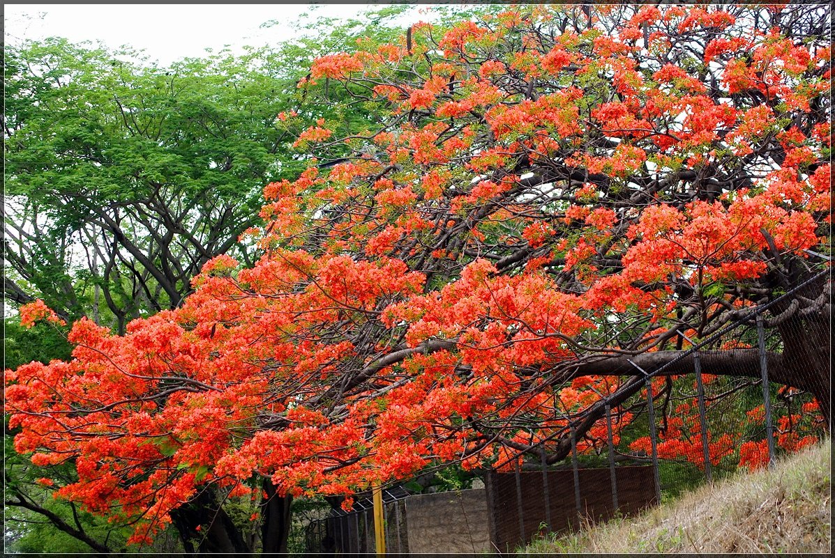 Делоникс королевский (Delonix regia) - Igor Khmelev