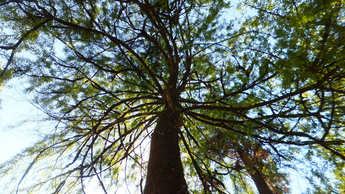 Дерево - Kriss Ампар