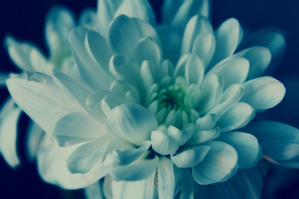 нежность цветка - Кэтрин Ли