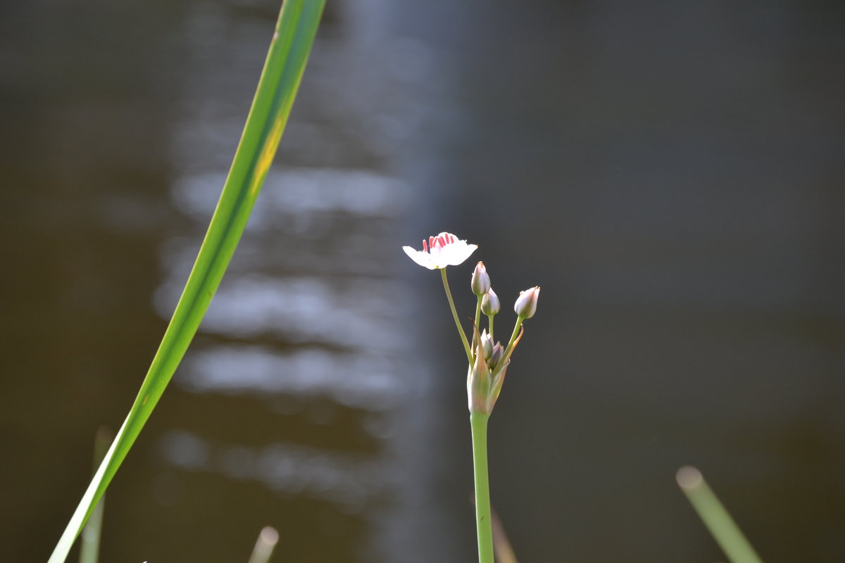 речной цветок - Agnivarshi Малтыз
