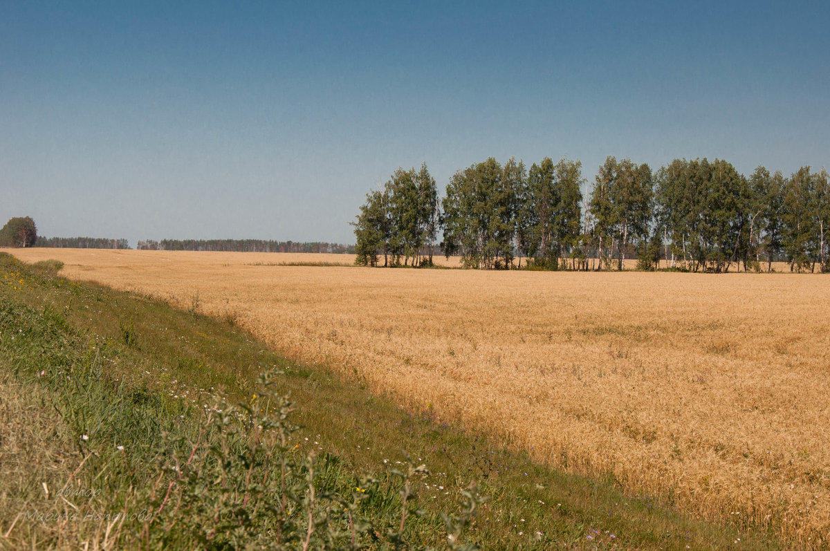 Пшеничное поле - Марина Напылова