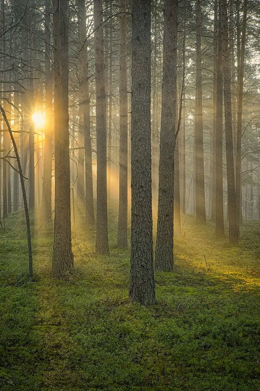 Утренний лес картинки