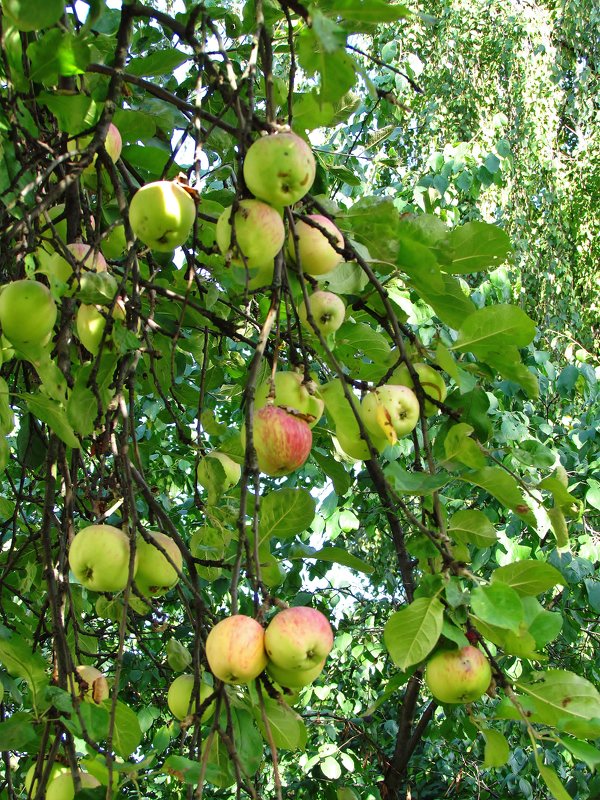Яблочки - Ирина 