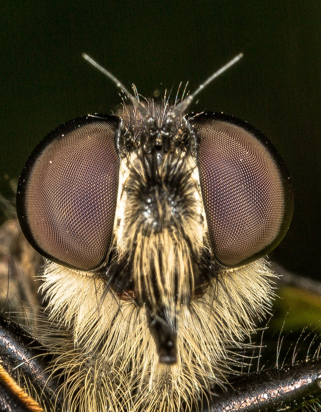 Bee killer  убийца пчёл - Владимир Лопарев 