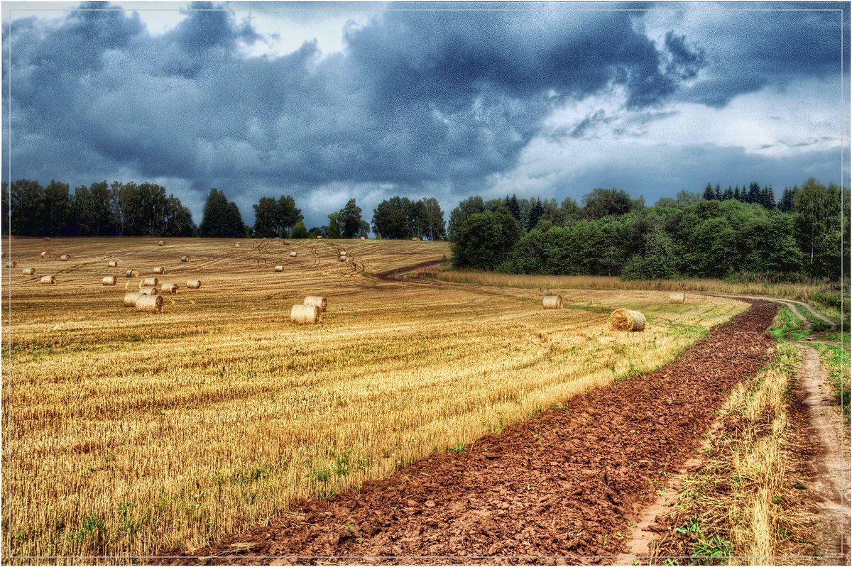 Пшеничное поле - Андрей Куприянов