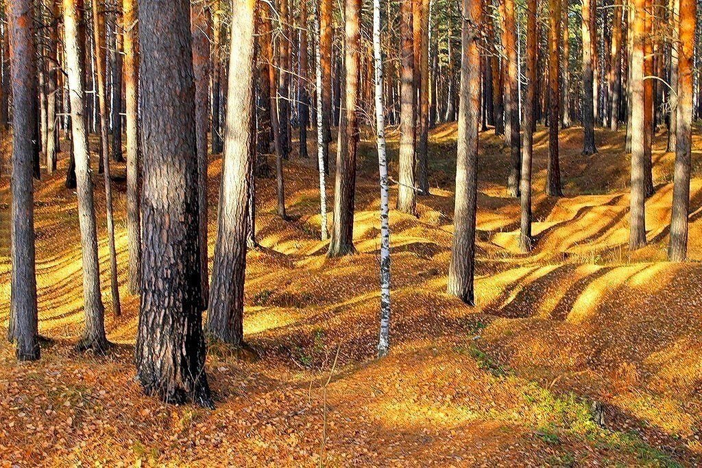 Золотой лес - Галина Стрельченя