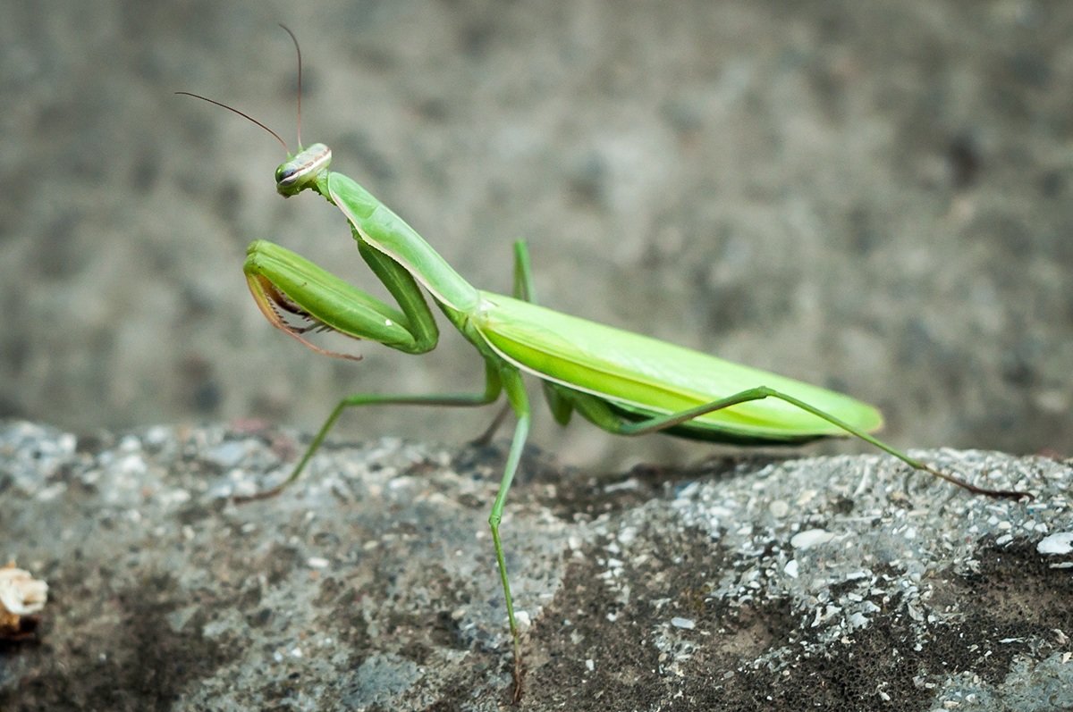 Mantis religiosa - Сергей Гурин