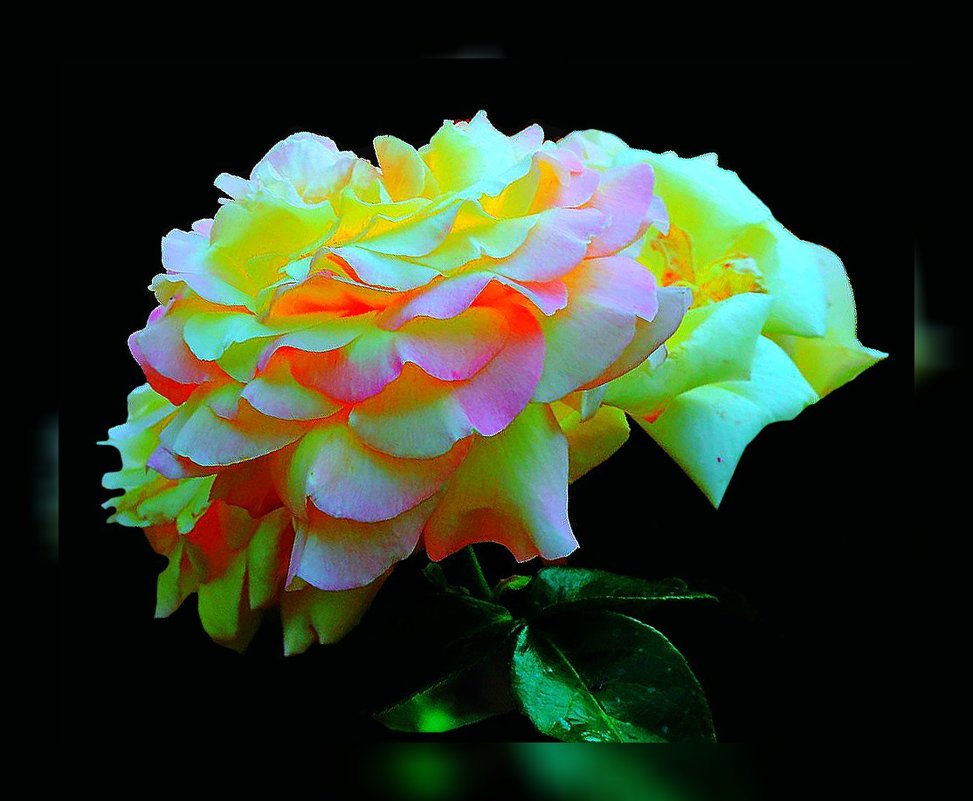 Розы по фото Геннадия Александровича 2 - Владимир Хатмулин