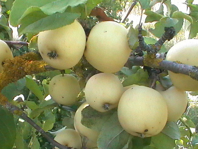 осенние яблоки - игорь семенов 