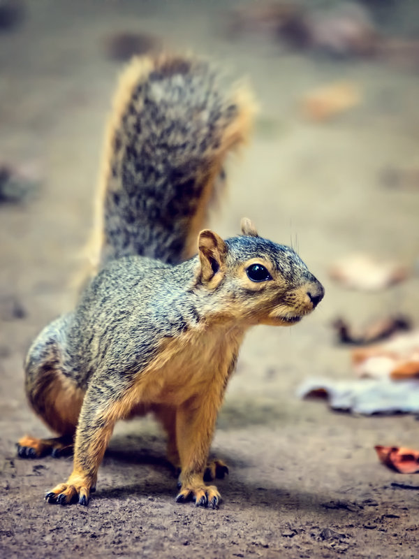 curious squirrel - Alexandr Ghereg