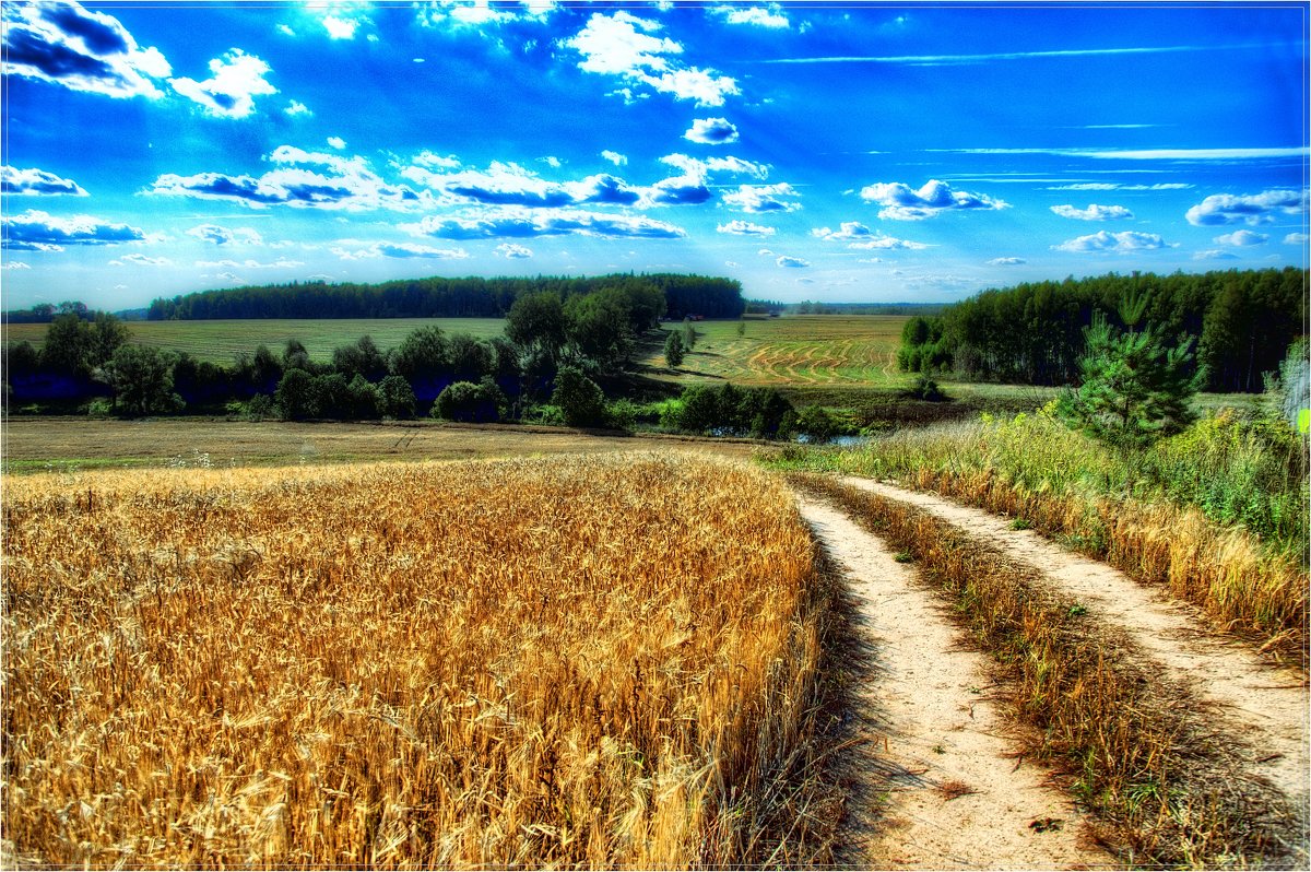Пшеничные поля - Андрей Куприянов