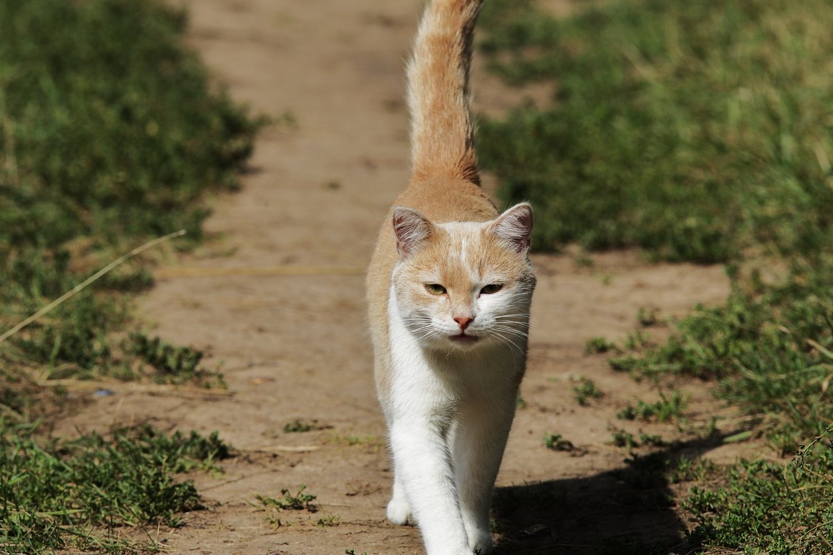 котик - Вадим Виловатый