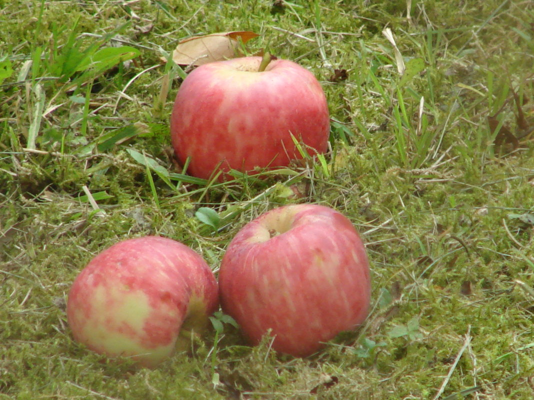 Осенние яблоки. - Olga Grushko