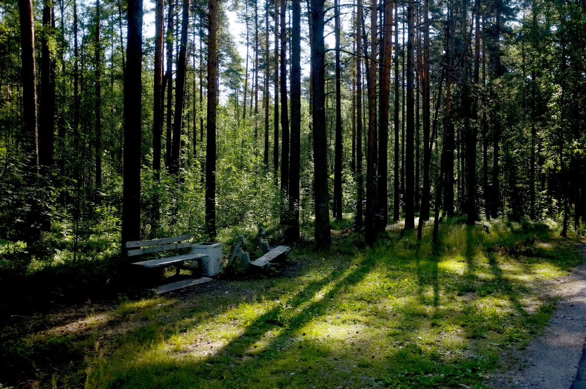 Скамейка в лесу - Петр Мерзляков