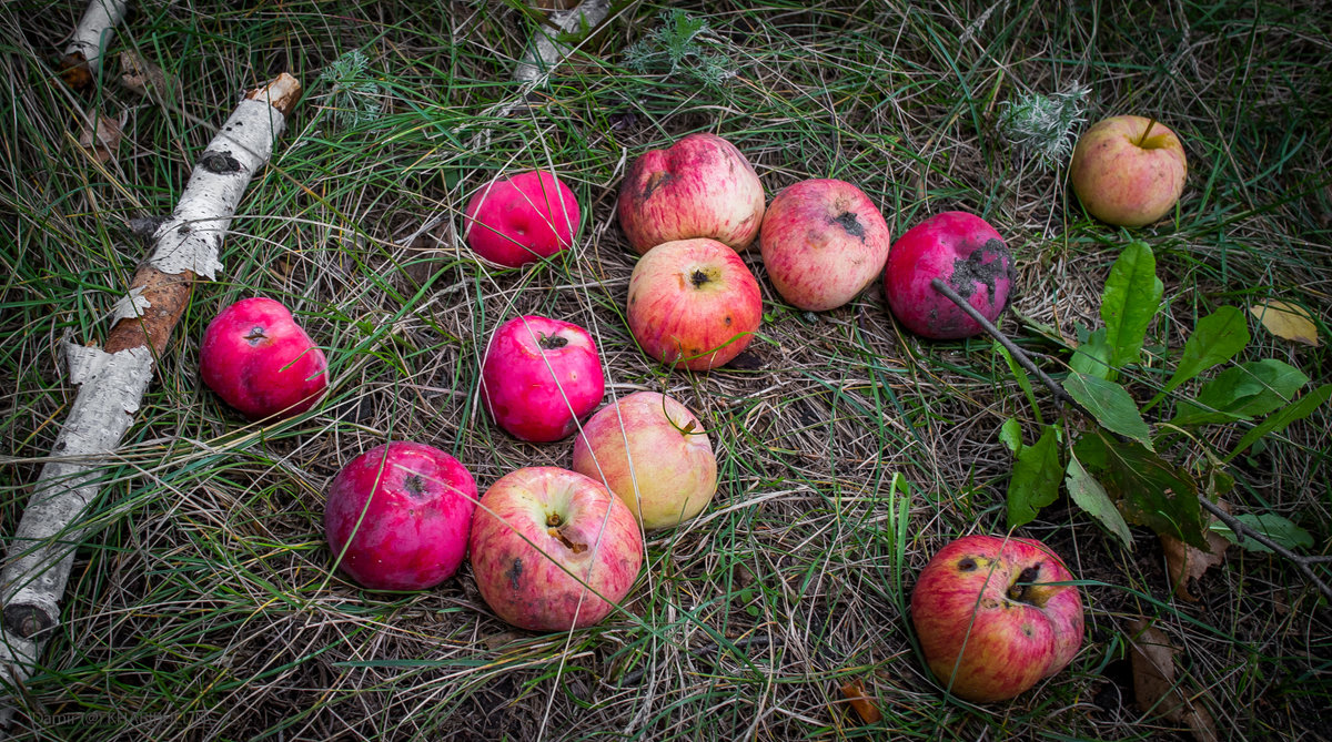 Яблоки на траве. - Damir (@) KHABIBULLIN