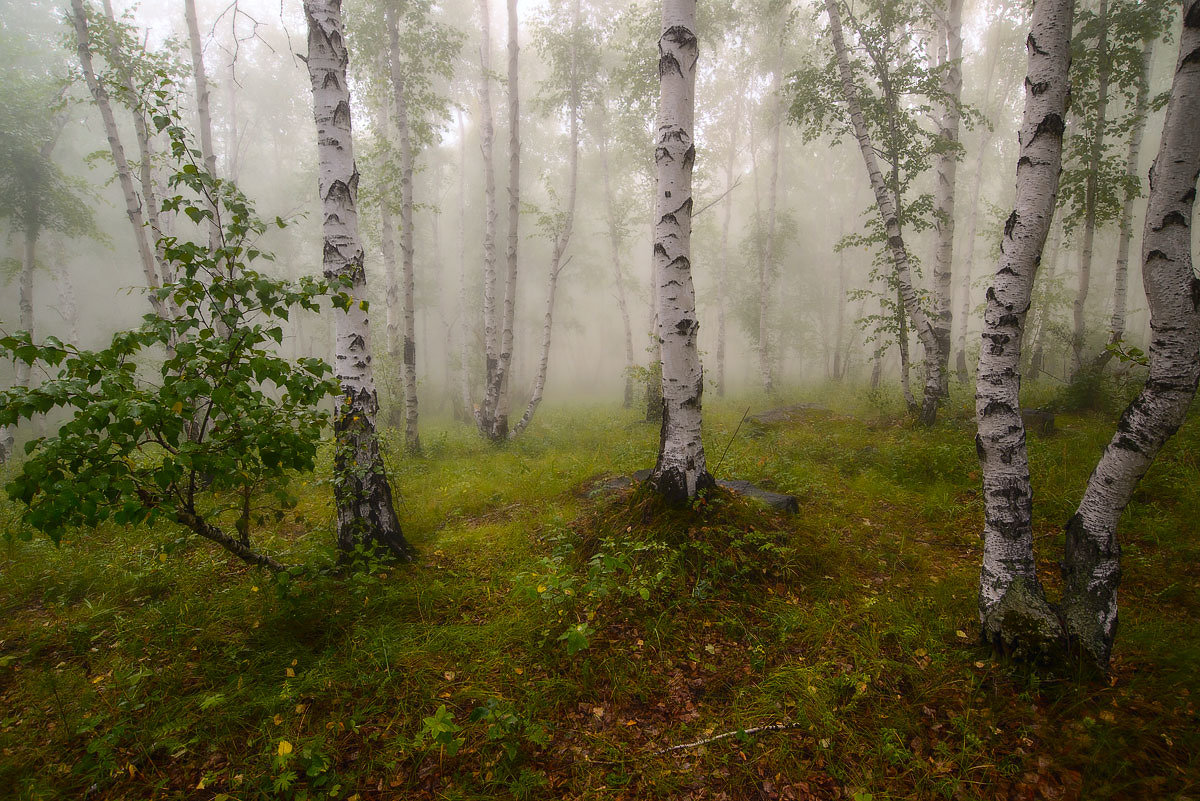 Утро в березовом лесу - Сергей Брагин