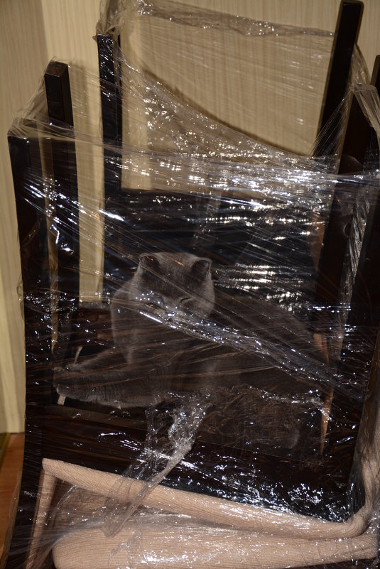 Тестовые снимки NIKON D5200 котэ в  в упакованном стуле - Юрий Ефимов