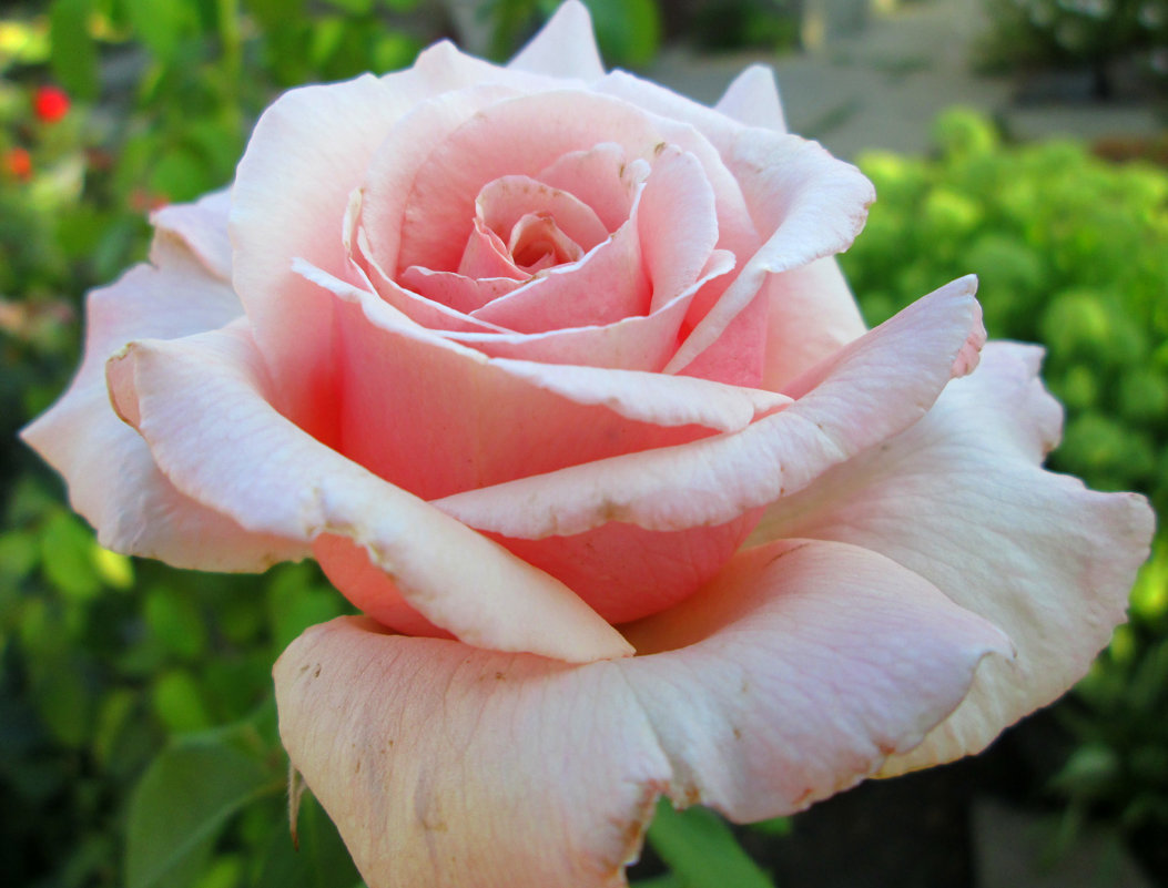 Розовая роза... - Тамара (st.tamara)