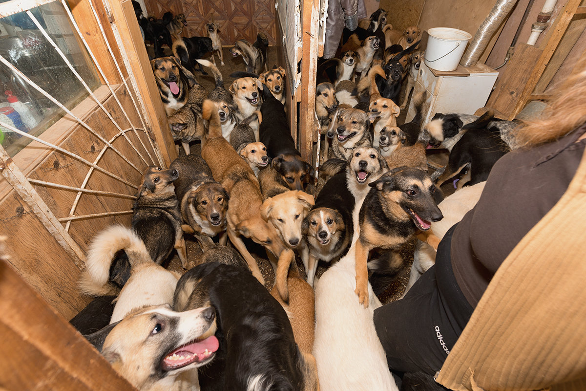 Будни одного приюта для бездомных собак - Анатолий Тимофеев