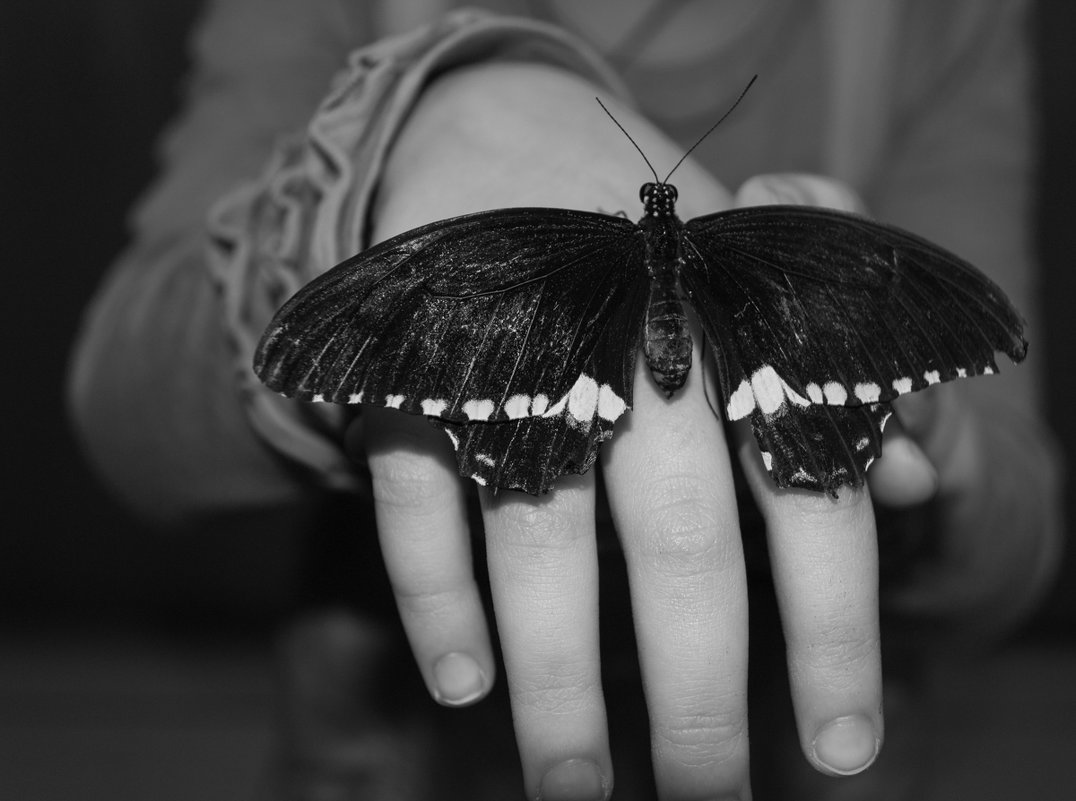 бабочка - Елена Шмойлова