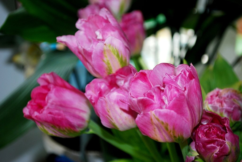 Тюльпаны - Вера (makivera)