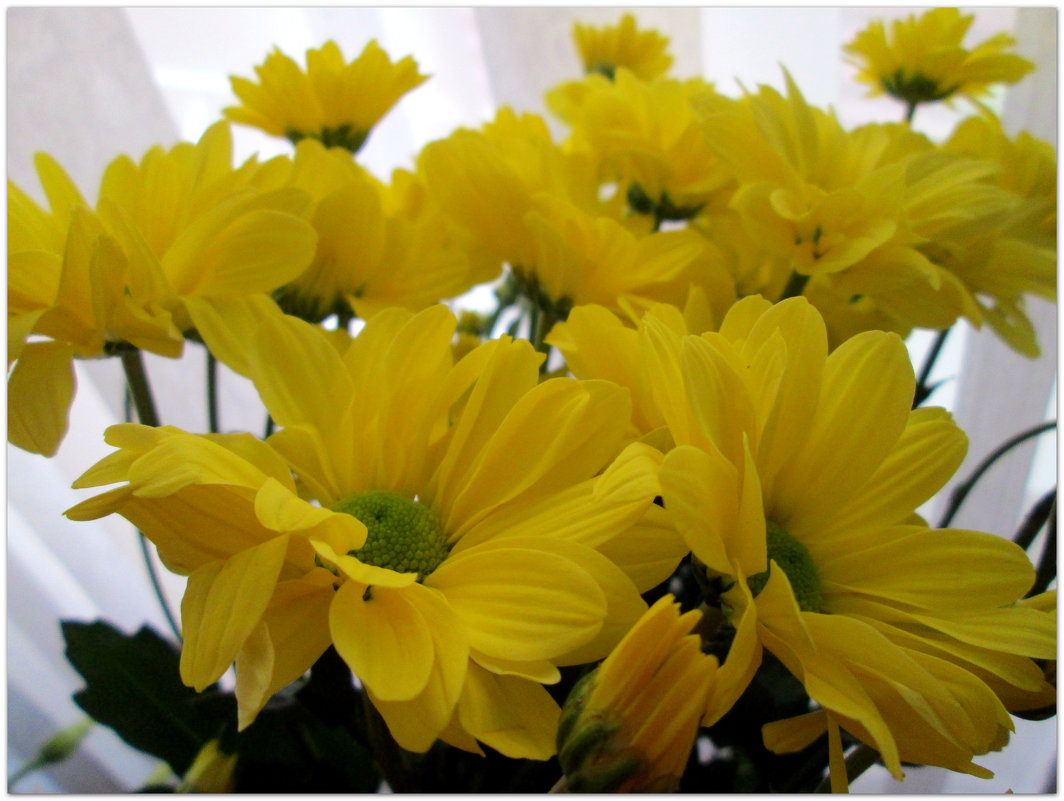 Букет жёлтых хризантем... - Тамара (st.tamara)