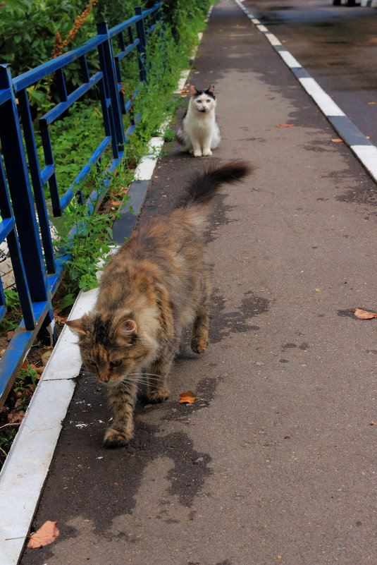Кошки, гуляющие сами по себе - Екатерина Василькова