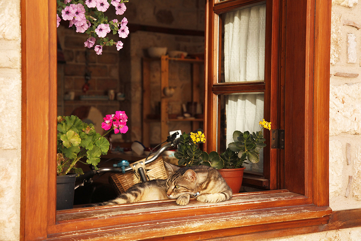 кошка на окне - Наталья Наталья