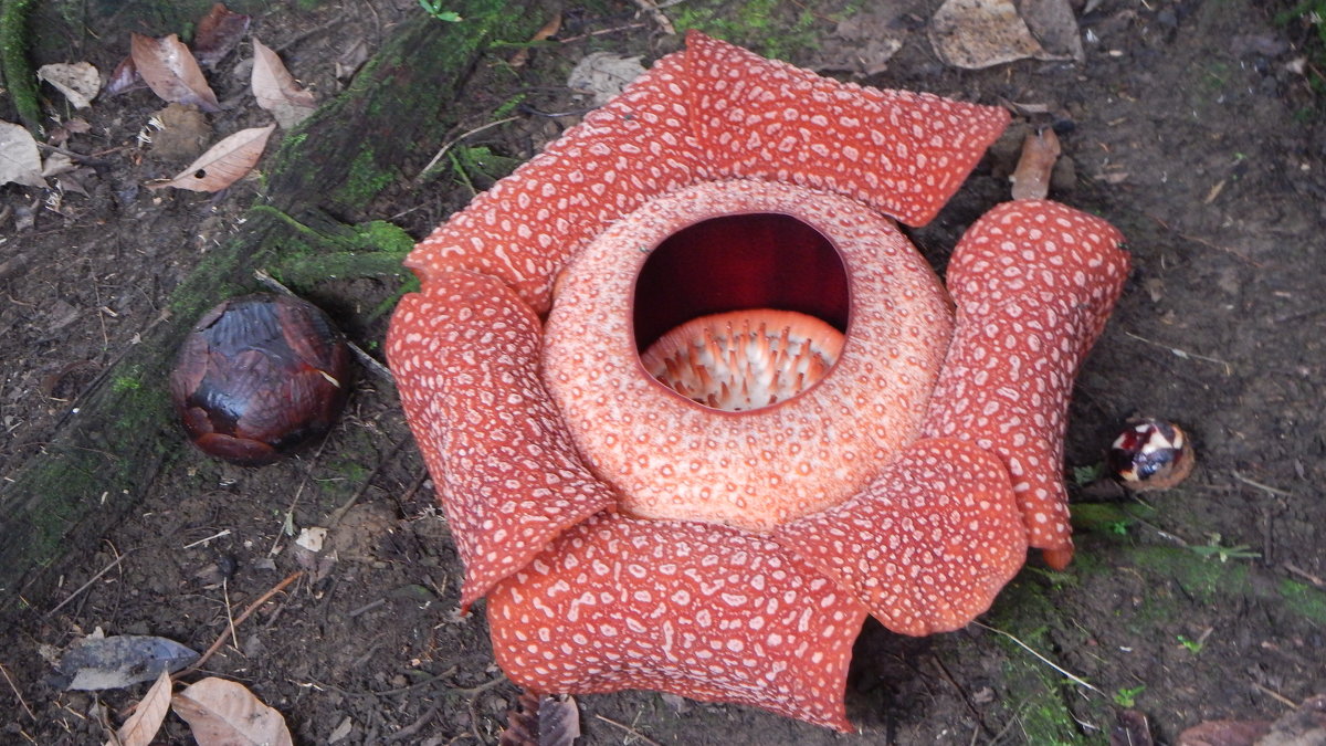 Раффлезия — растение с самым большим на земле цветком - Елена Павлова (Смолова)