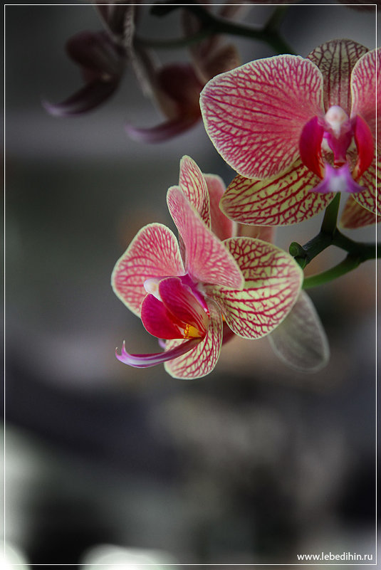 Орхидея - Дмитрий Лебедихин