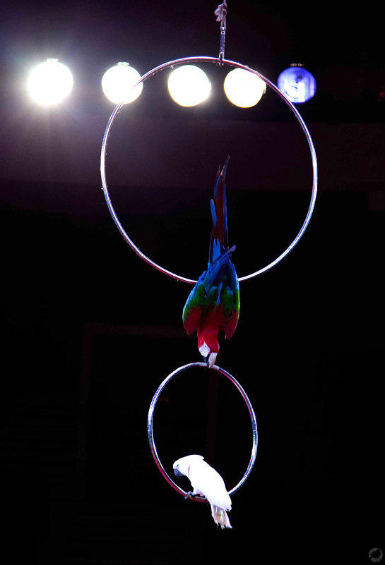 Попугаи в цирке - Павел Крутенко