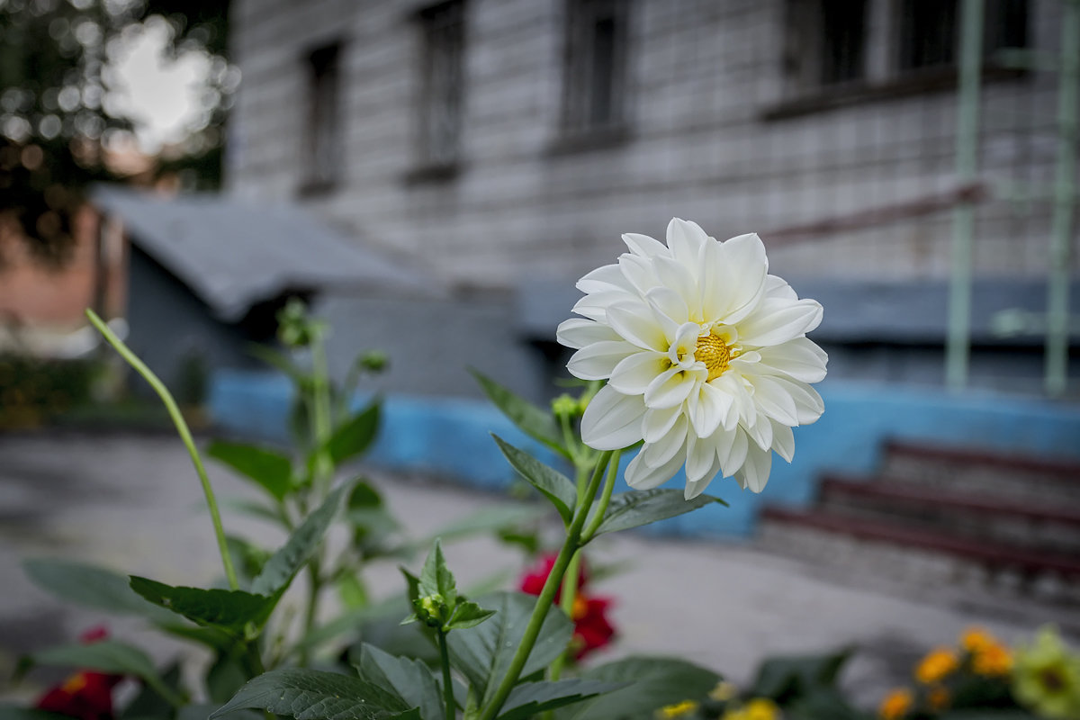 Городские цветы - Sergey Kuznetcov